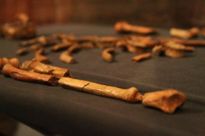 0256 Lucy bones Addis.jpg