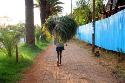 0352 Grass man Bahir Dar.jpg