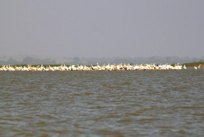 0409 Pelicans Lake Tana.jpg