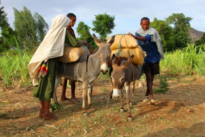 0605 Overloaded Donkeys.jpg