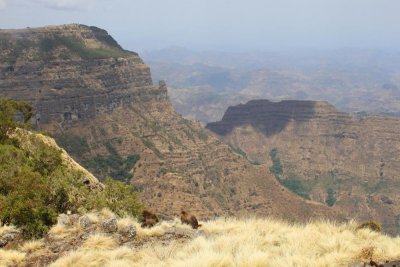 0873 Baboons Sankober.jpg