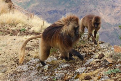 0896 Daddy Baboon Sankober.jpg