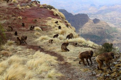 0898 Baboons Sankober.jpg