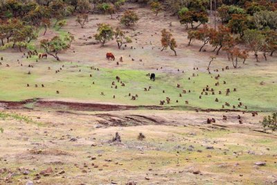 1112 Baboon Colony.jpg