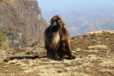 1176 Baboon escarpment.jpg