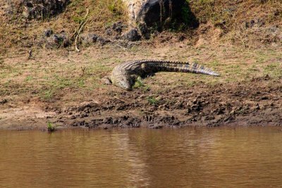 2992 Crocodile Mara River.jpg