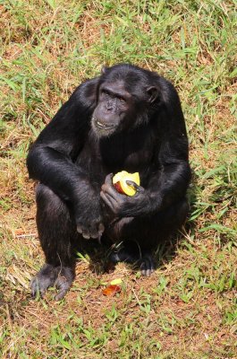 4205 Chimp feeding.jpg