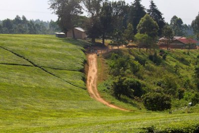 4401 Ugandan Tea Plantations.jpg