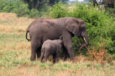 4623 Baby elephant feeding.jpg