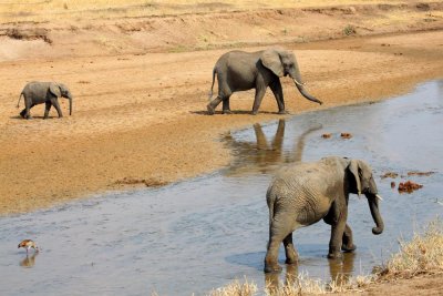 6357 Elephants Tarangire River.jpg