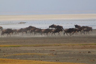 6571 Wildebeest Ngorongoro.jpg