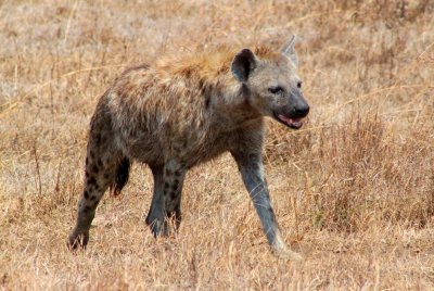 6649 Hyena Ngorongoro.jpg