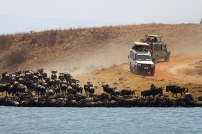 6664 Wildebeest Drinking Ngorongoro.jpg