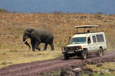 6679 Elephant Ngorongoro.jpg