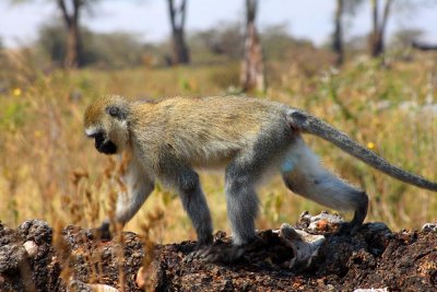 6734 Vervet Monkey Ngorongoro.jpg