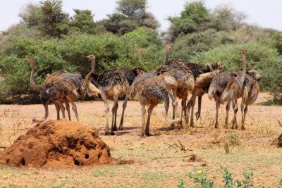 6874 Female Ostriches Manyara.jpg