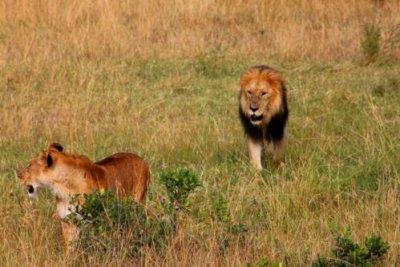 2771 Female Male Lions.jpg