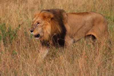 2773 Male Lion Maasai.jpg