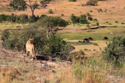 2794 Lion stalking buffalo.jpg