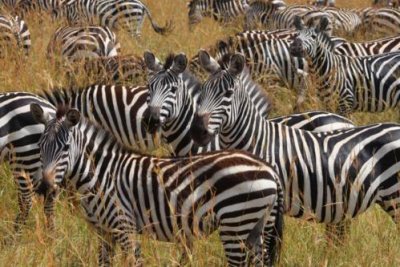 2874 Zebra closeup Maasai.jpg