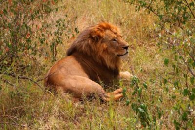 2915 Male Lion Maasai.jpg