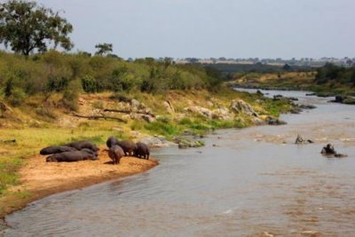 2954 Hippos Mara River.jpg