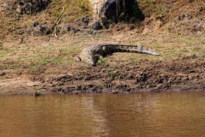 2992 Crocodile Mara River.jpg