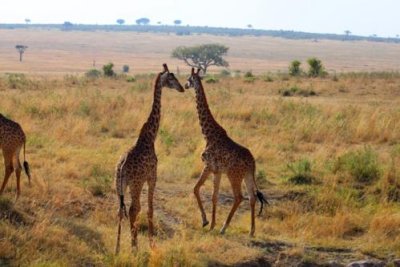 3037 Kissing Giraffes.jpg