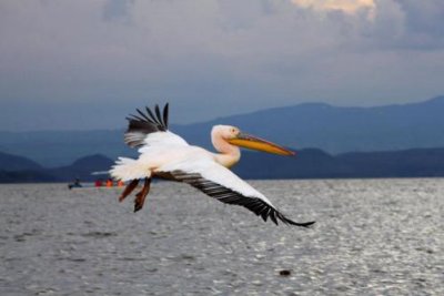 3277 pelican in flight.jpg