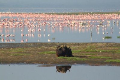 3532 Buffalo and flamingos.jpg