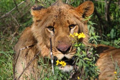 3618 Injured Lion Nakuru.jpg