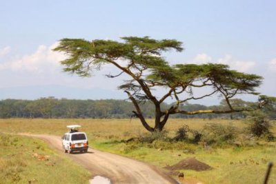 3663 Umbrella tree Nakuru.jpg