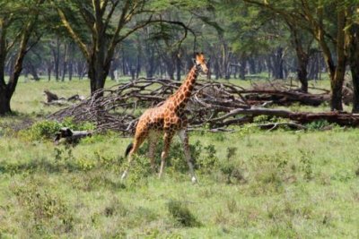 3712 Giraffe Nakuru.jpg
