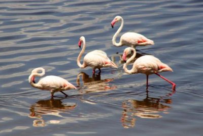 3729 Four Flamingos Nakuru.jpg