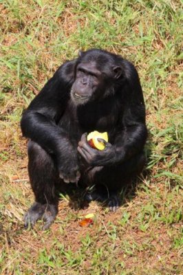 4205 Chimp feeding.jpg