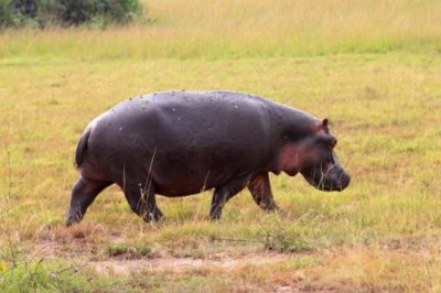 4564 Hippo QE Nat Park.jpg