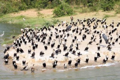 4761 Cormorants Kozinga channel.jpg