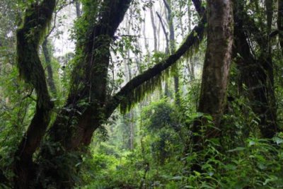 5583 Rainforest Mount Kili.jpg