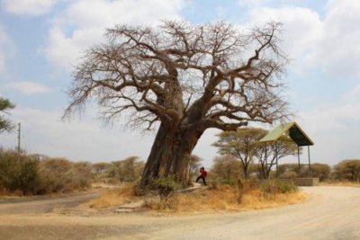 6245 Baobab Tree Tarengire.jpg
