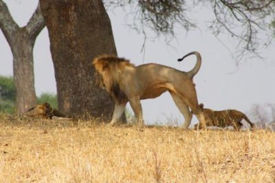 6307 Lion stretching Tarangire.jpg