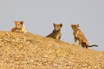 6328 Lion cubs Tarangire.jpg