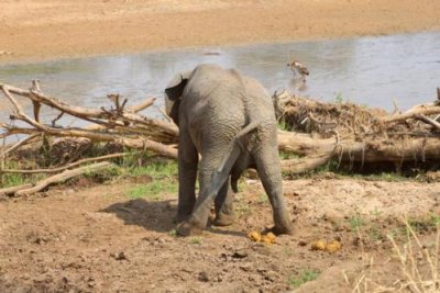 6349 Elephant dumping Tarangire.jpg