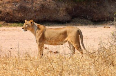 6384 Female Lion Tarangire.jpg