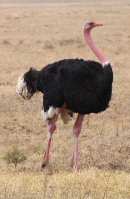 6598 Ostrich Ngorongoro.jpg