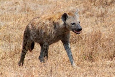 6649 Hyena Ngorongoro.jpg