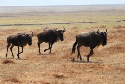 6706 Wildebeests Ngorongoro.jpg