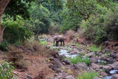 6797 Elephant Lake Manyara.jpg