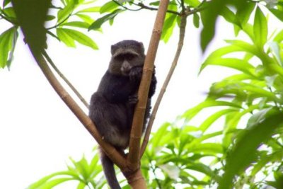 6821 Monkey Lake Manyara.jpg