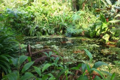 10036 Rainforest swamp.jpg