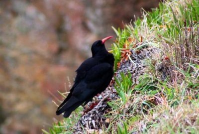 9906 Cornish Chough.jpg